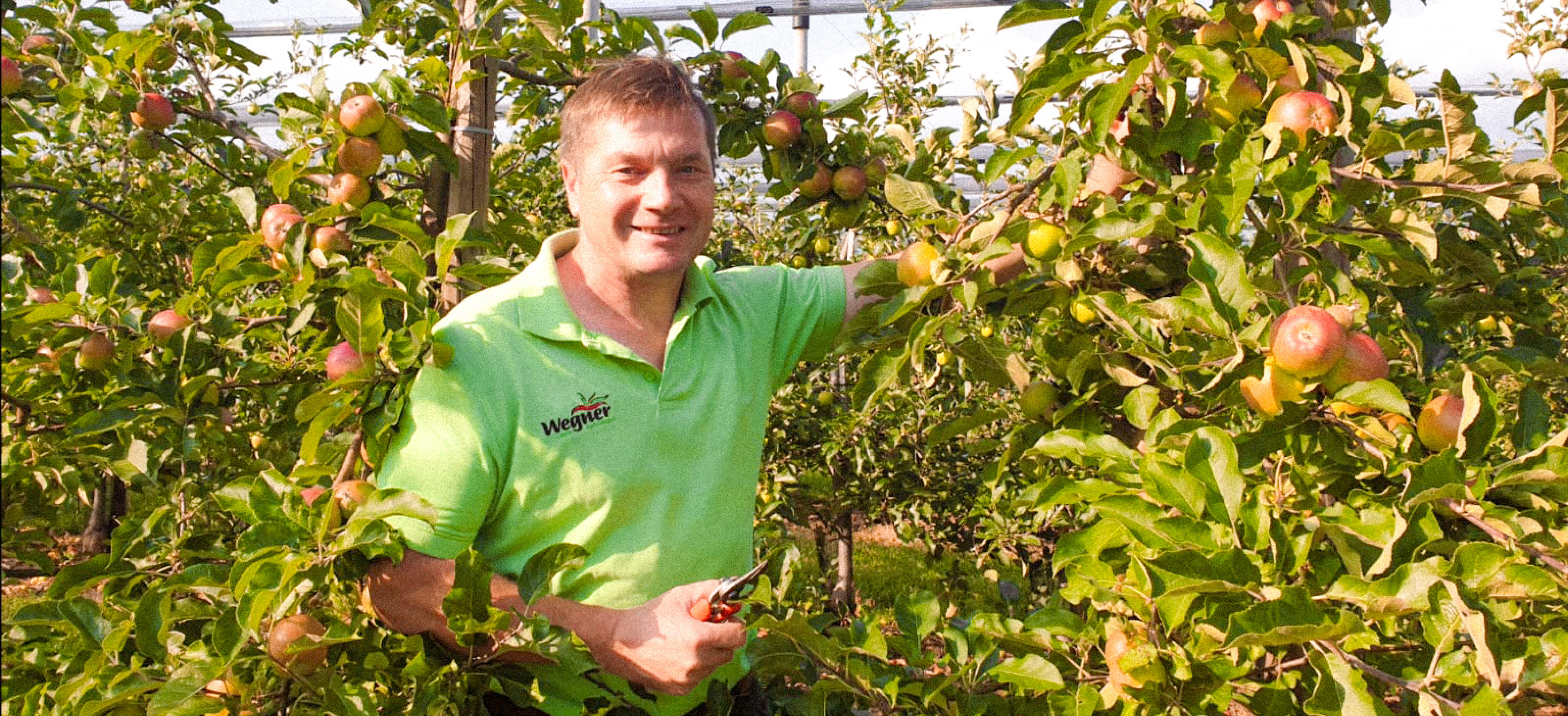 Obstbauer im Apfelgarten mit reifen Äpfeln